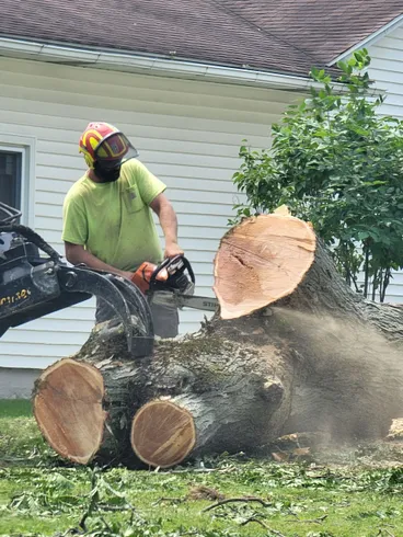 Tree Landers gallery 2