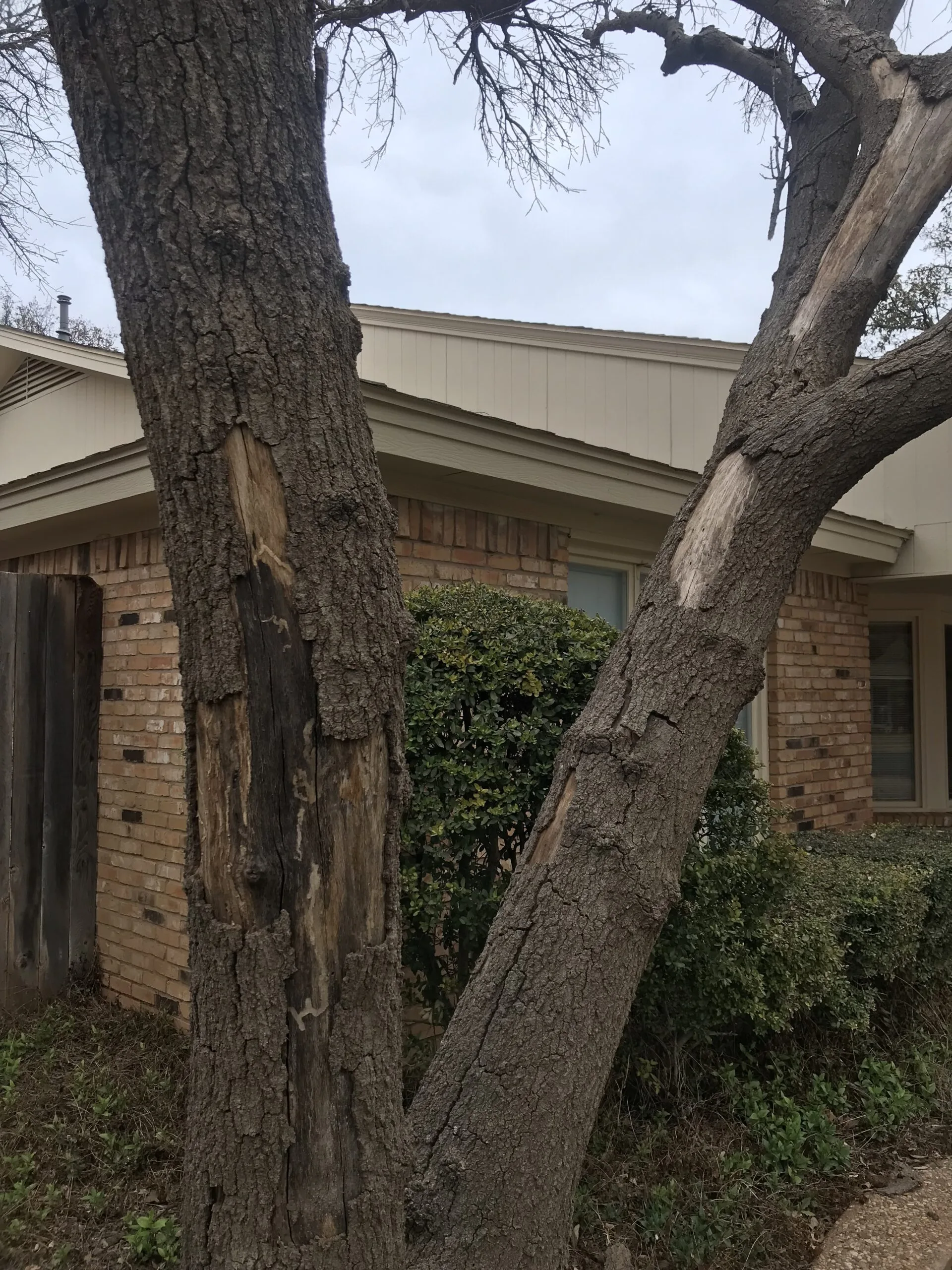 Tree Loving Care gallery 2