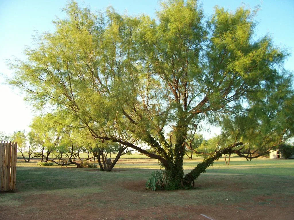 Tree Loving Care gallery 4