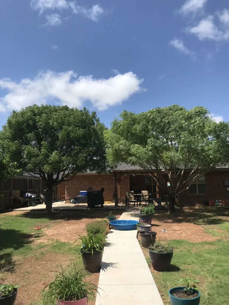 Tree Loving Care gallery 6