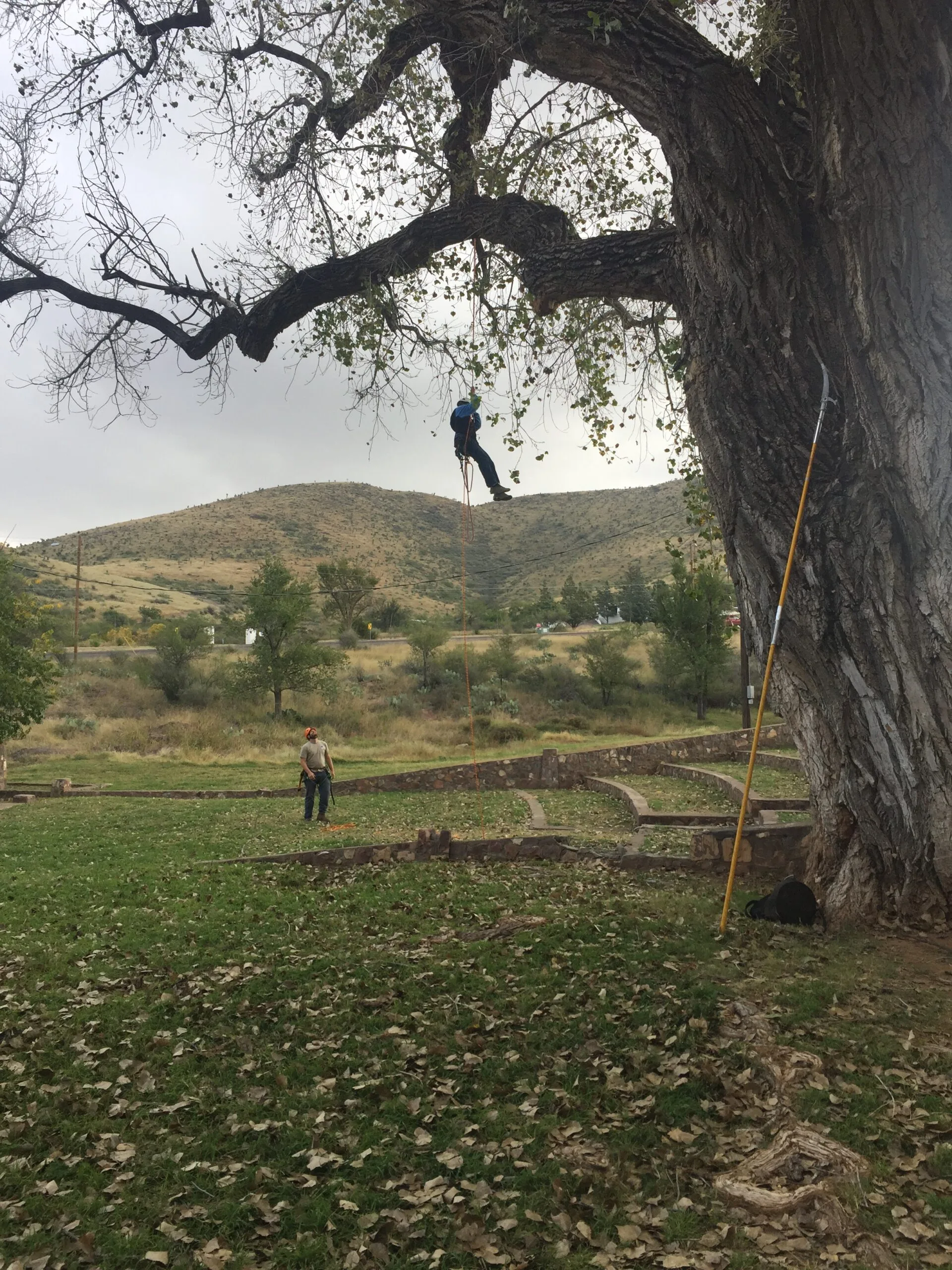 Tree Loving Care gallery 7