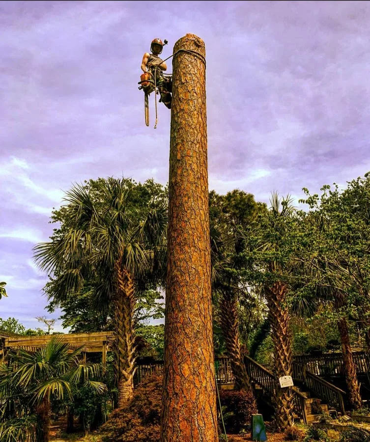 Tree Men Tree Service