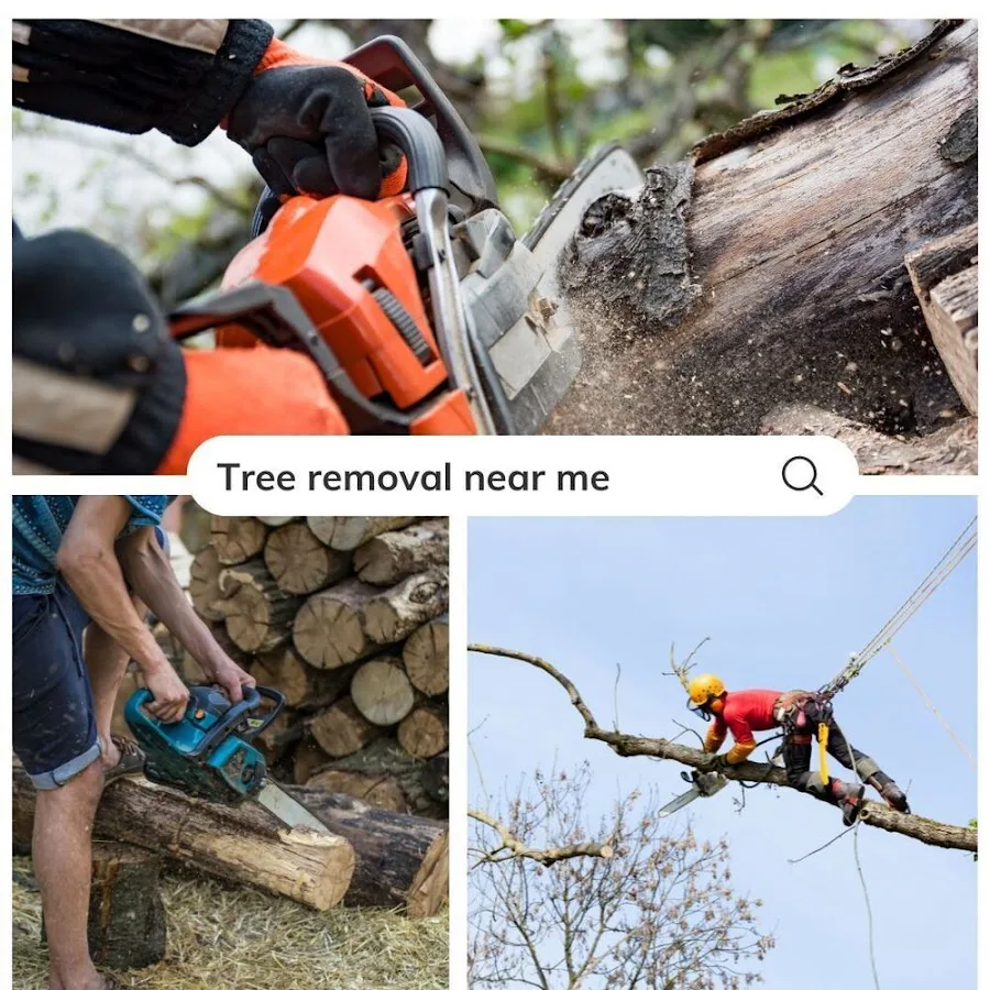 Tree Service Boss of Plano gallery 2
