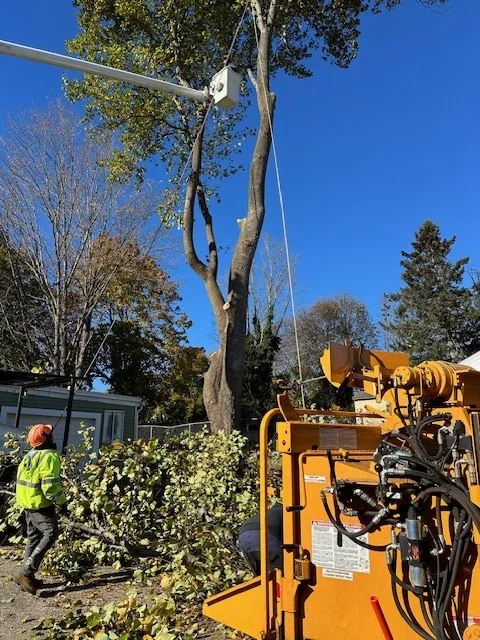 Tree Service Of Metro Boston work site