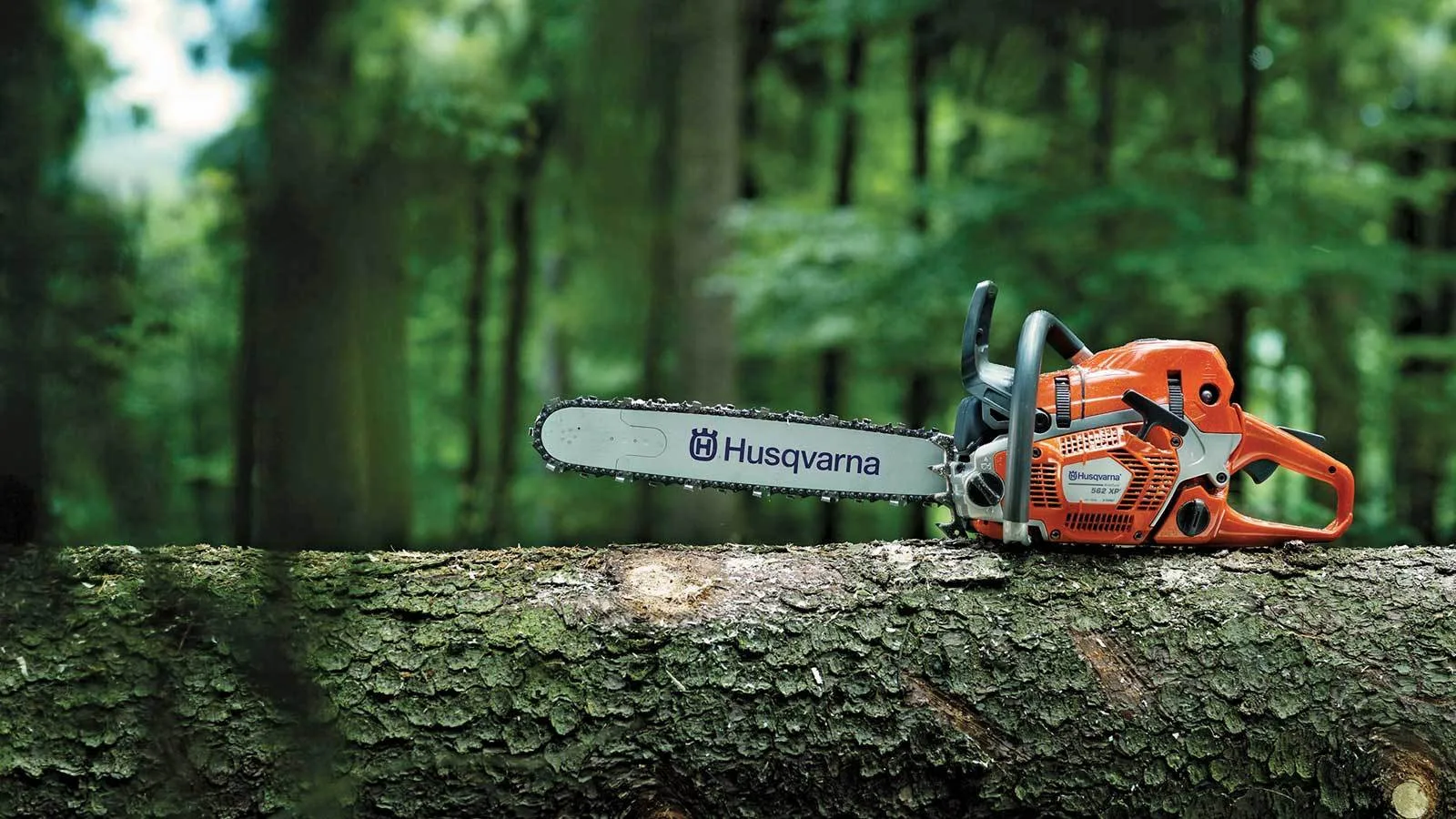 Tree Service Of Metro Boston gallery 2