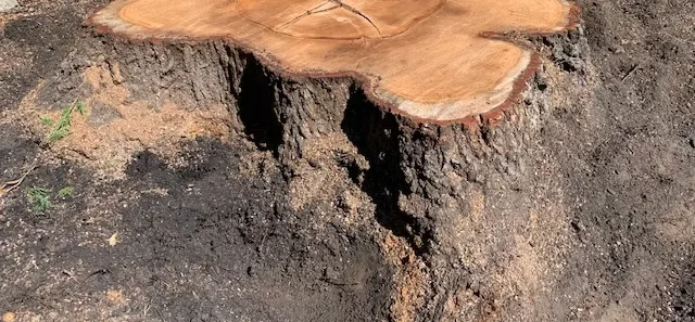 Tree Service Of Metro Boston gallery 3