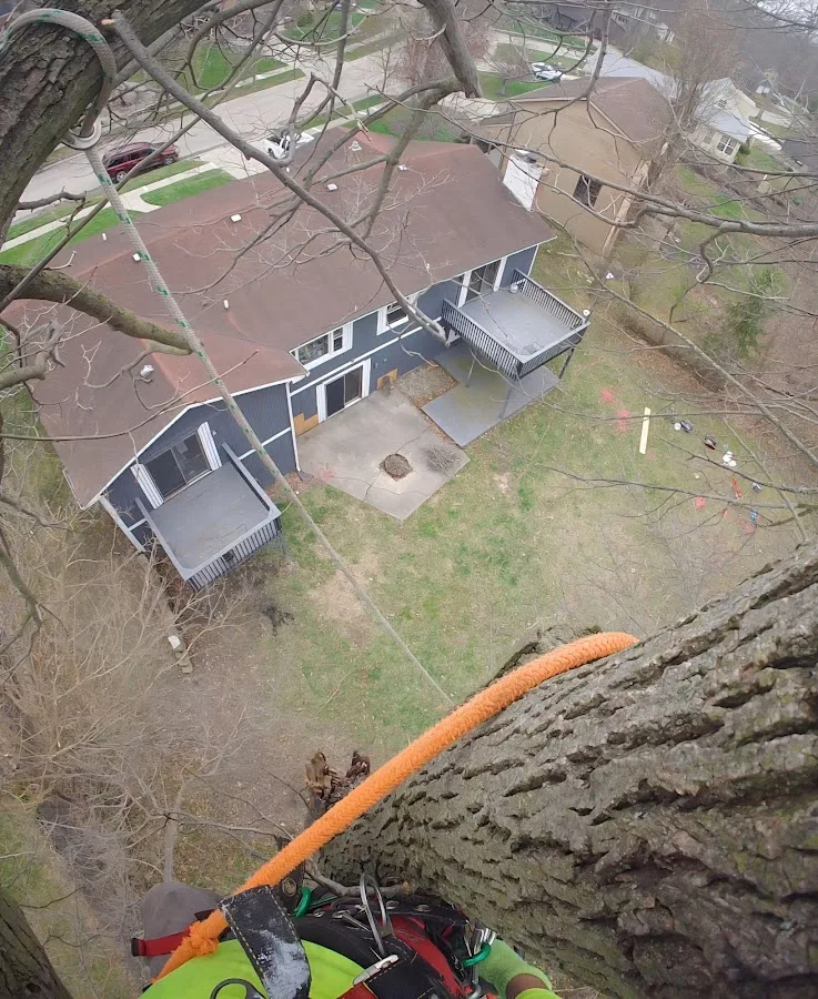 Tree service pro Fort Wayne gallery 2