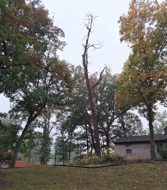 Tree service pro Fort Wayne gallery 4