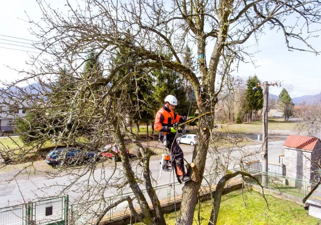 Tree service pro Fort Wayne gallery 5