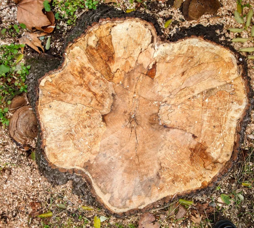Tree service pro Fort Wayne gallery 6