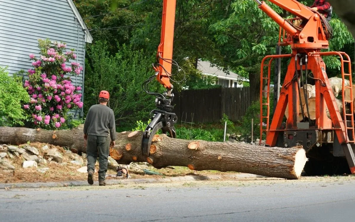 Tree Service & Removal Long Beach has local signals that shape the first call