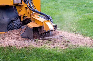 Tree Service San Francisco gallery 5