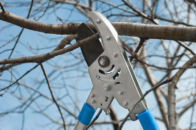 Tree Service San Francisco gallery 6