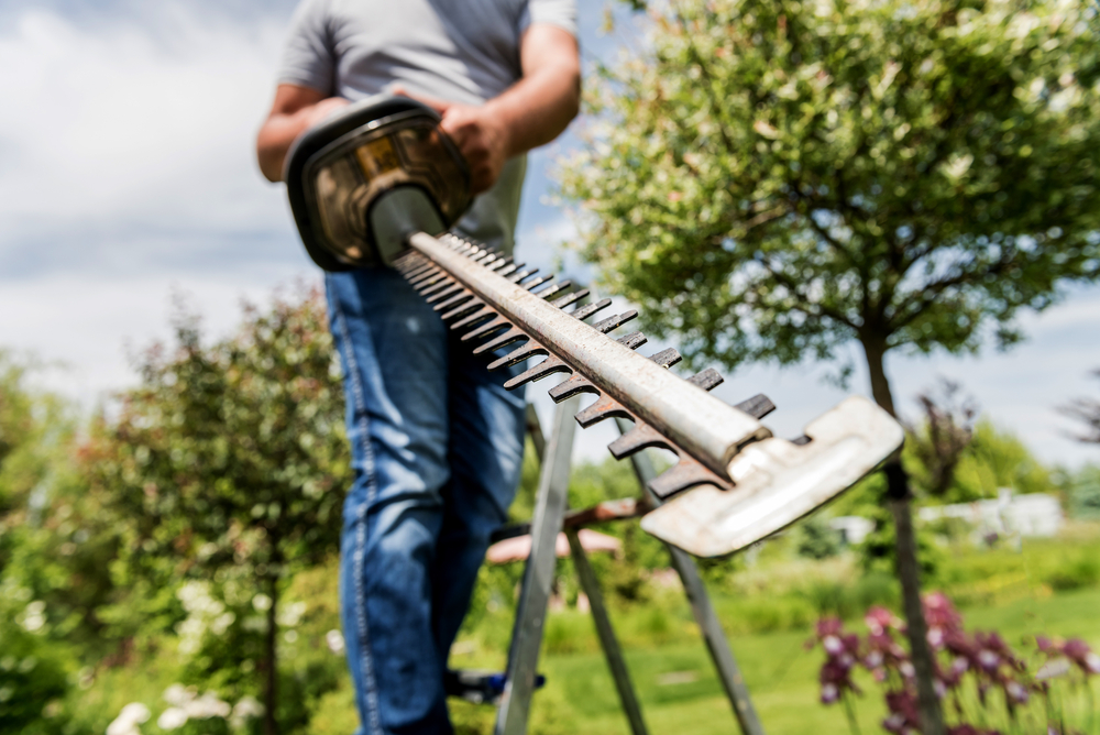 Tree Service San Francisco gallery 7