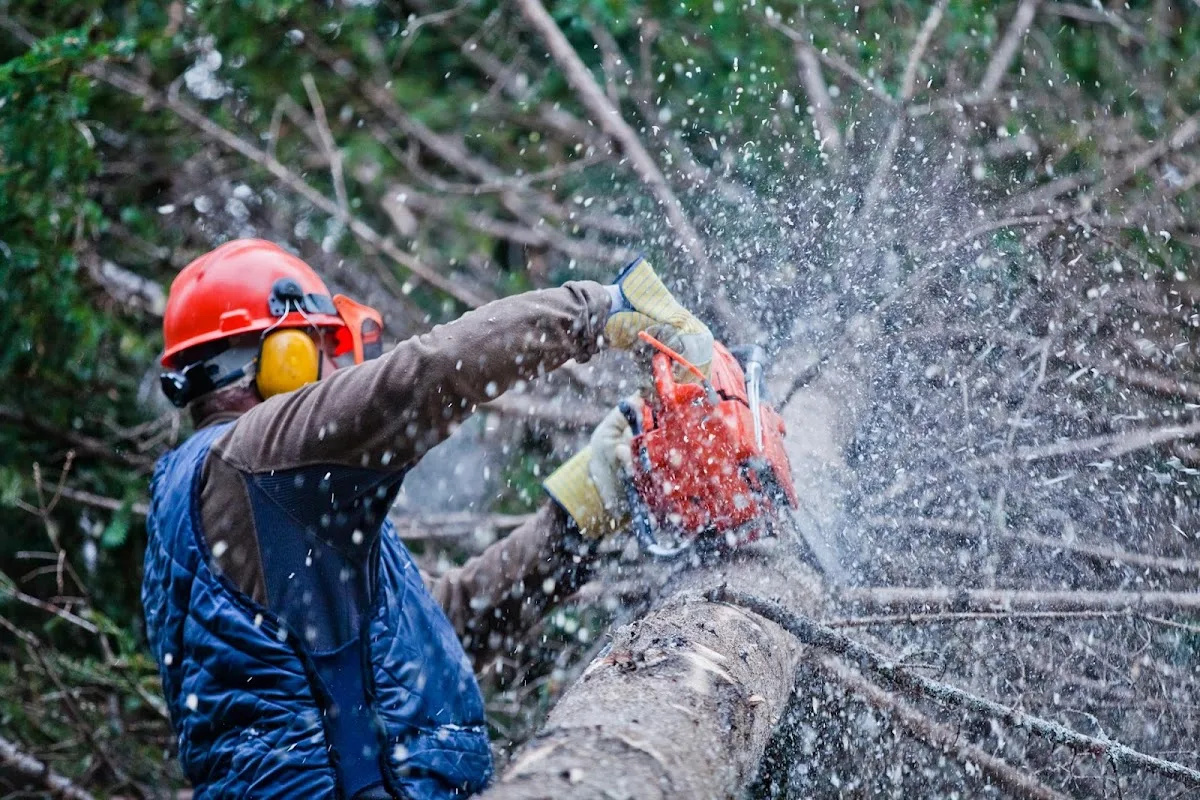 What Manhattan Property Owners Should Know About Emergency Tree Removal, Stump Grinding, and Trimming by Tree Services Manhattan