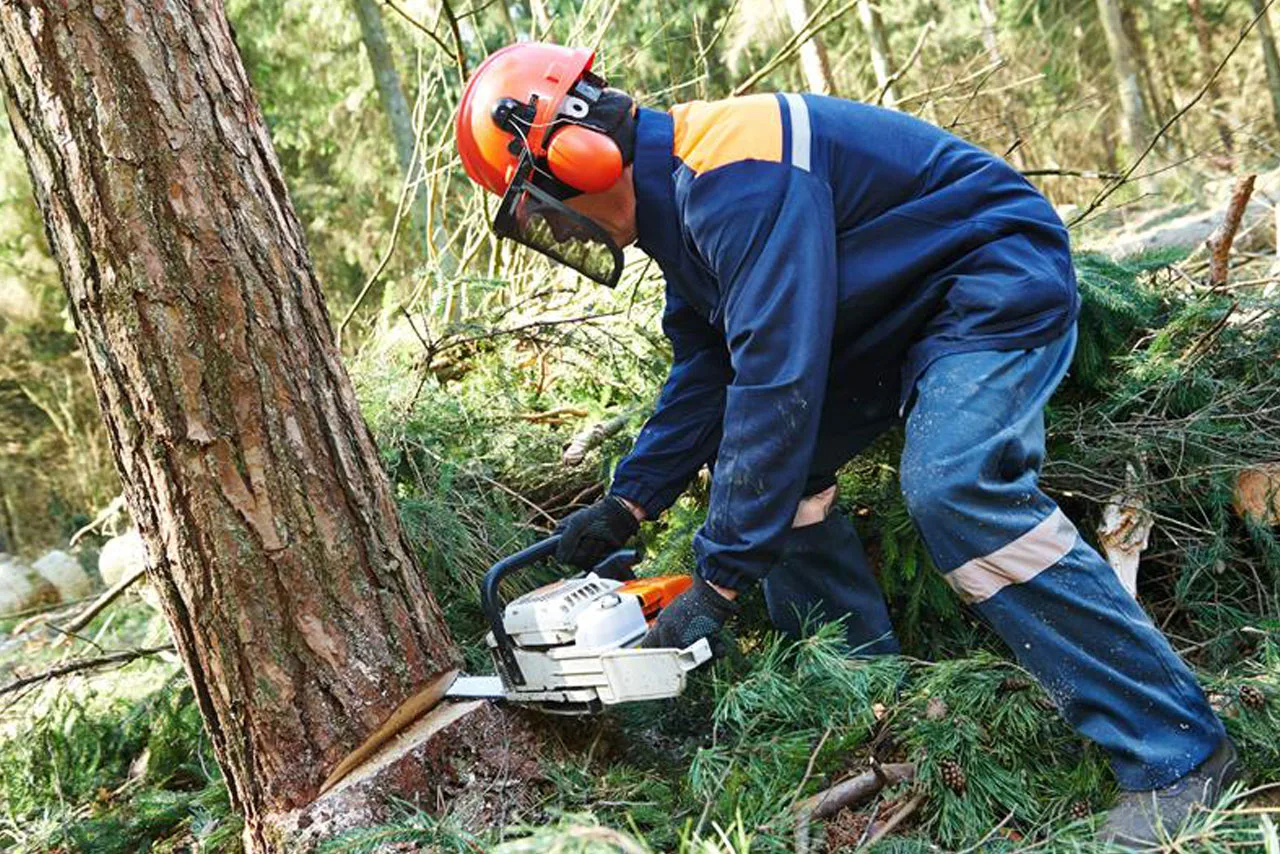 Tree Services Manhattan gallery 2