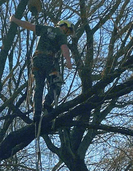 Tree Services Nassau & Queens County NY - Arbor-Pro gallery 3
