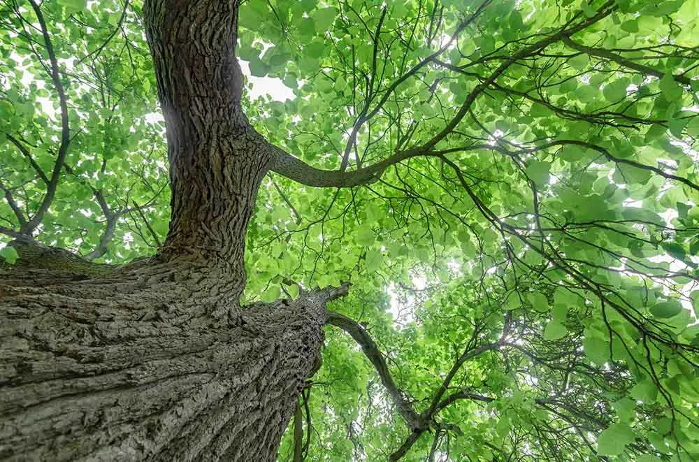Tree Services Nassau & Queens County NY - Arbor-Pro gallery 4