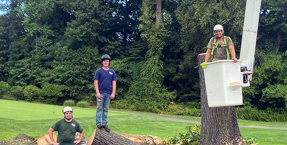 Tree Services Nassau & Queens County NY - Arbor-Pro gallery 5
