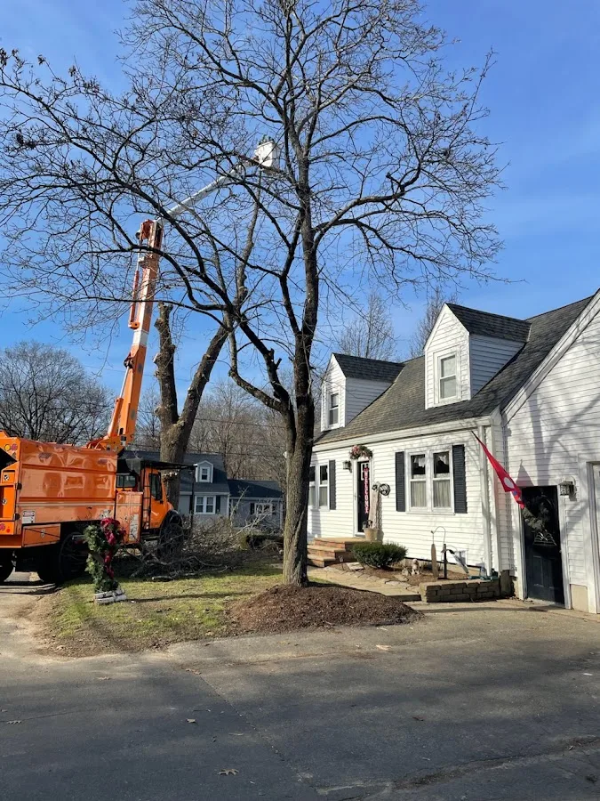 Tree Services of New England work site