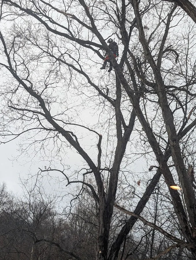 Tree Smith Ann Arbor LLC