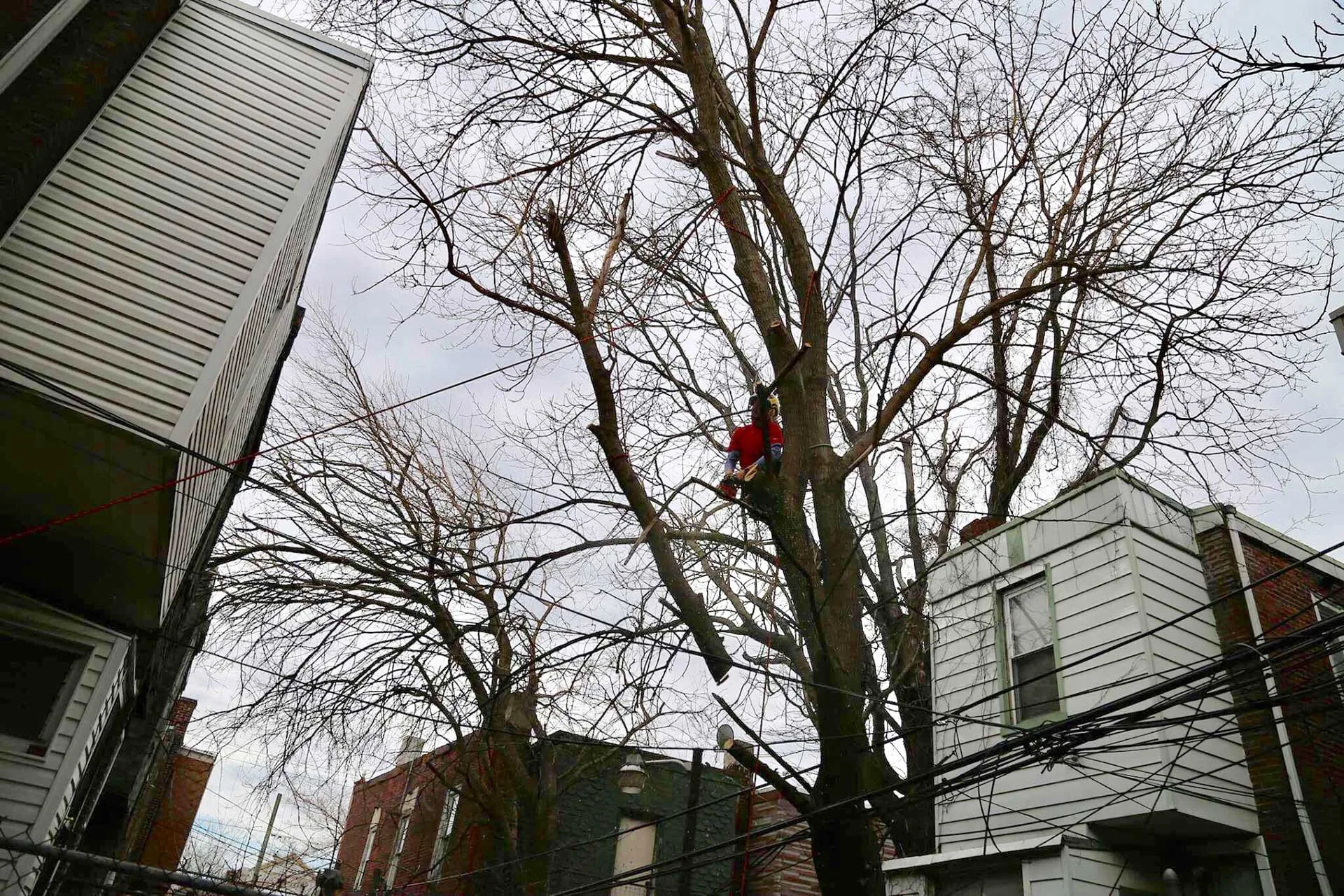 Tree Tech NYC🌳 gallery 5