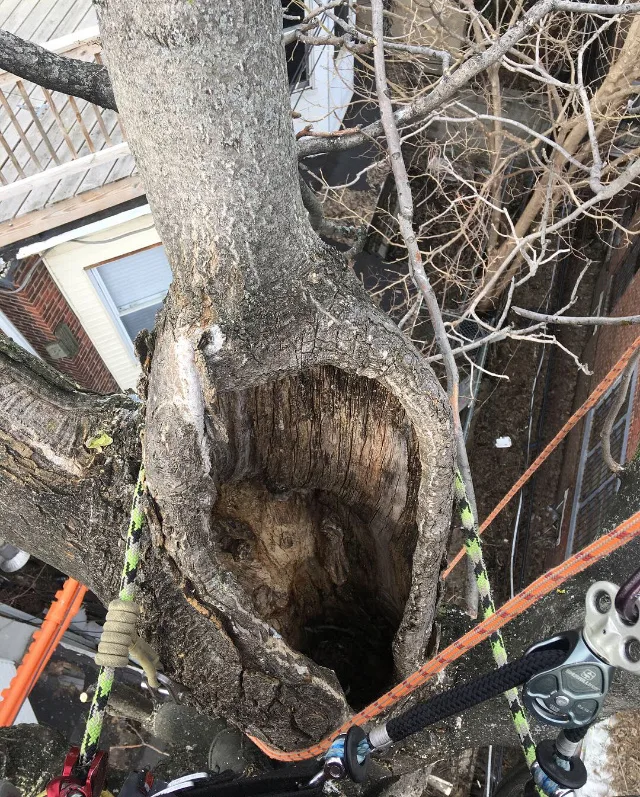 Tree Tech NYC🌳 gallery 7
