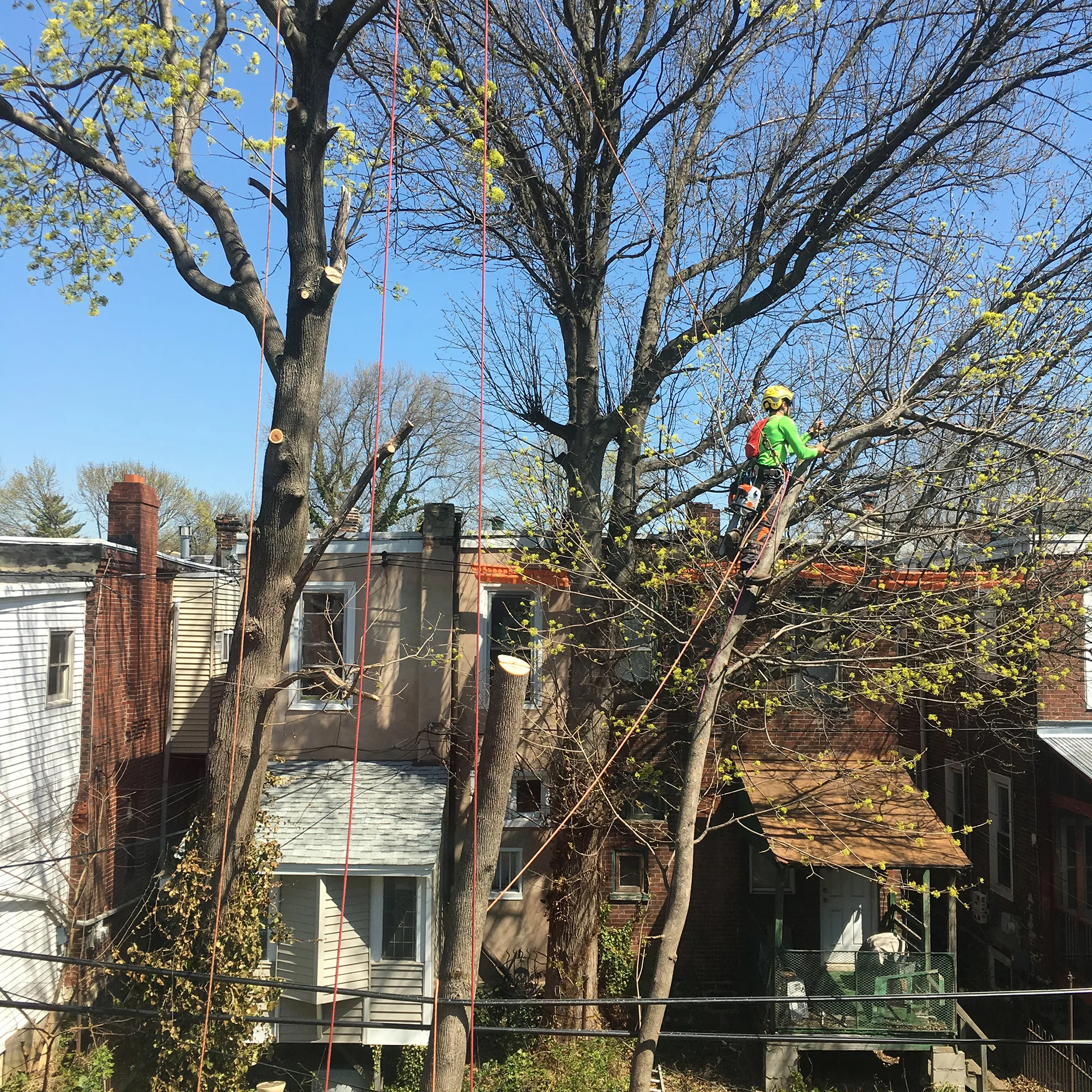 Tree Tech NYC🌳 gallery 8