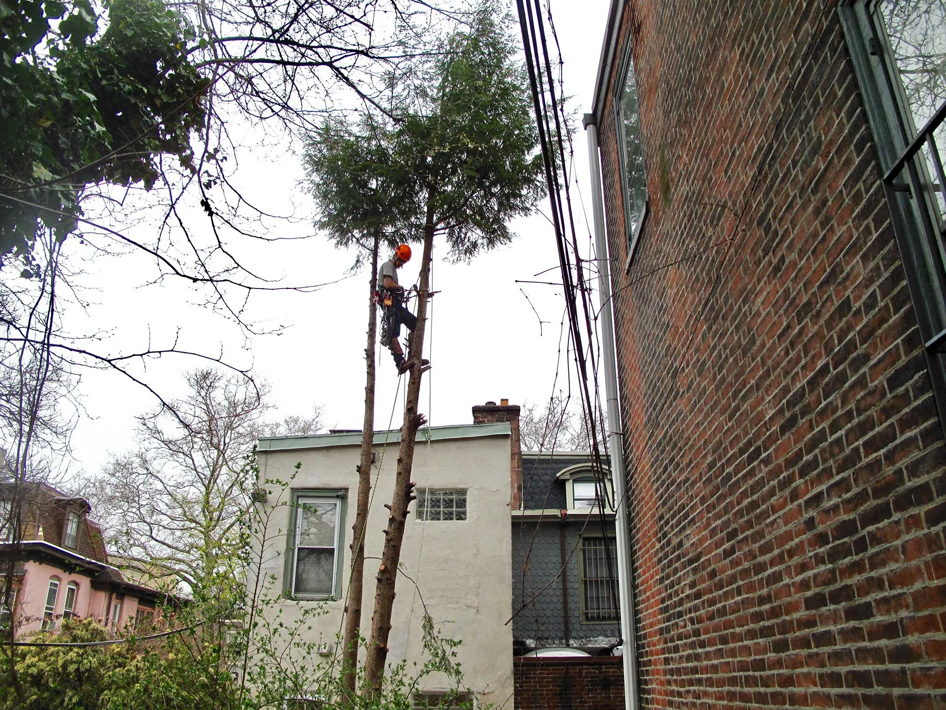 Tree Tech NYC🌳 gallery 10
