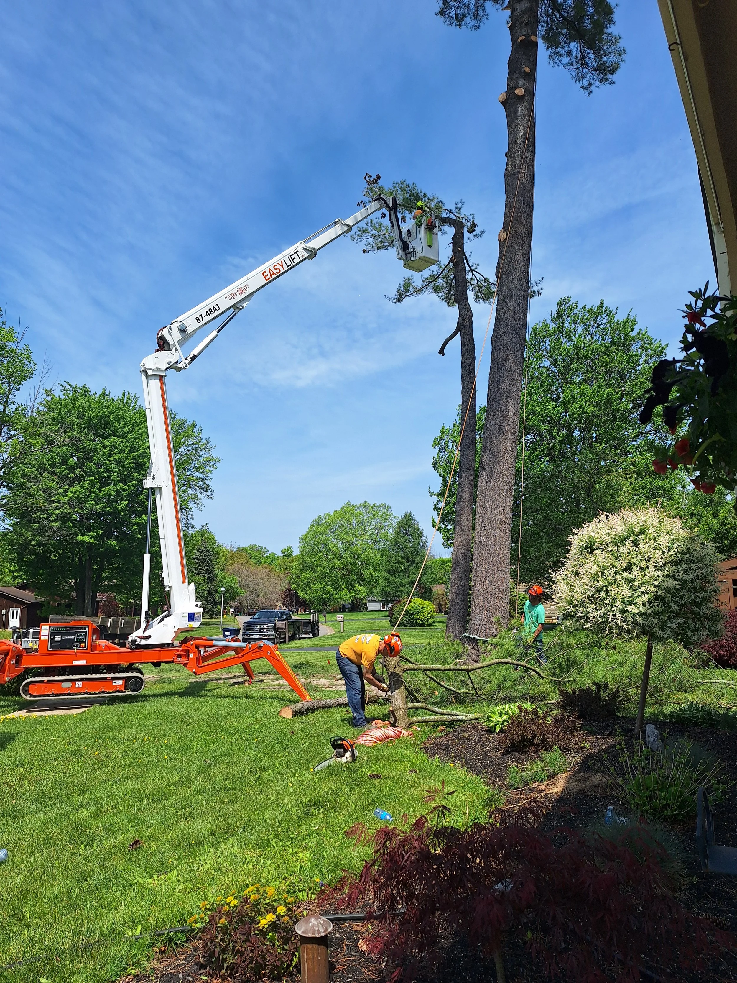 Tree Works Of WNY gallery 2