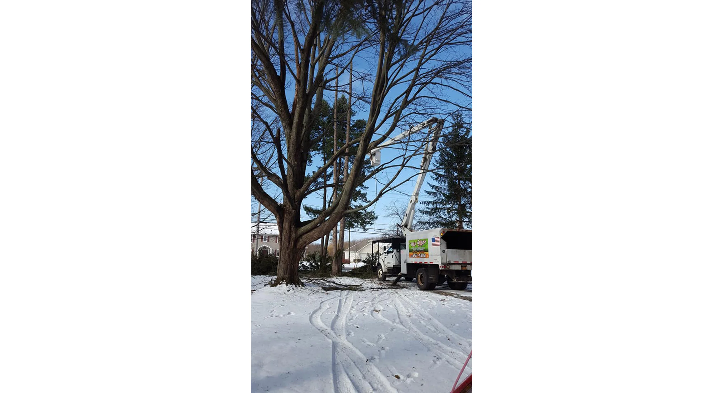 Tree Works Of WNY gallery 4