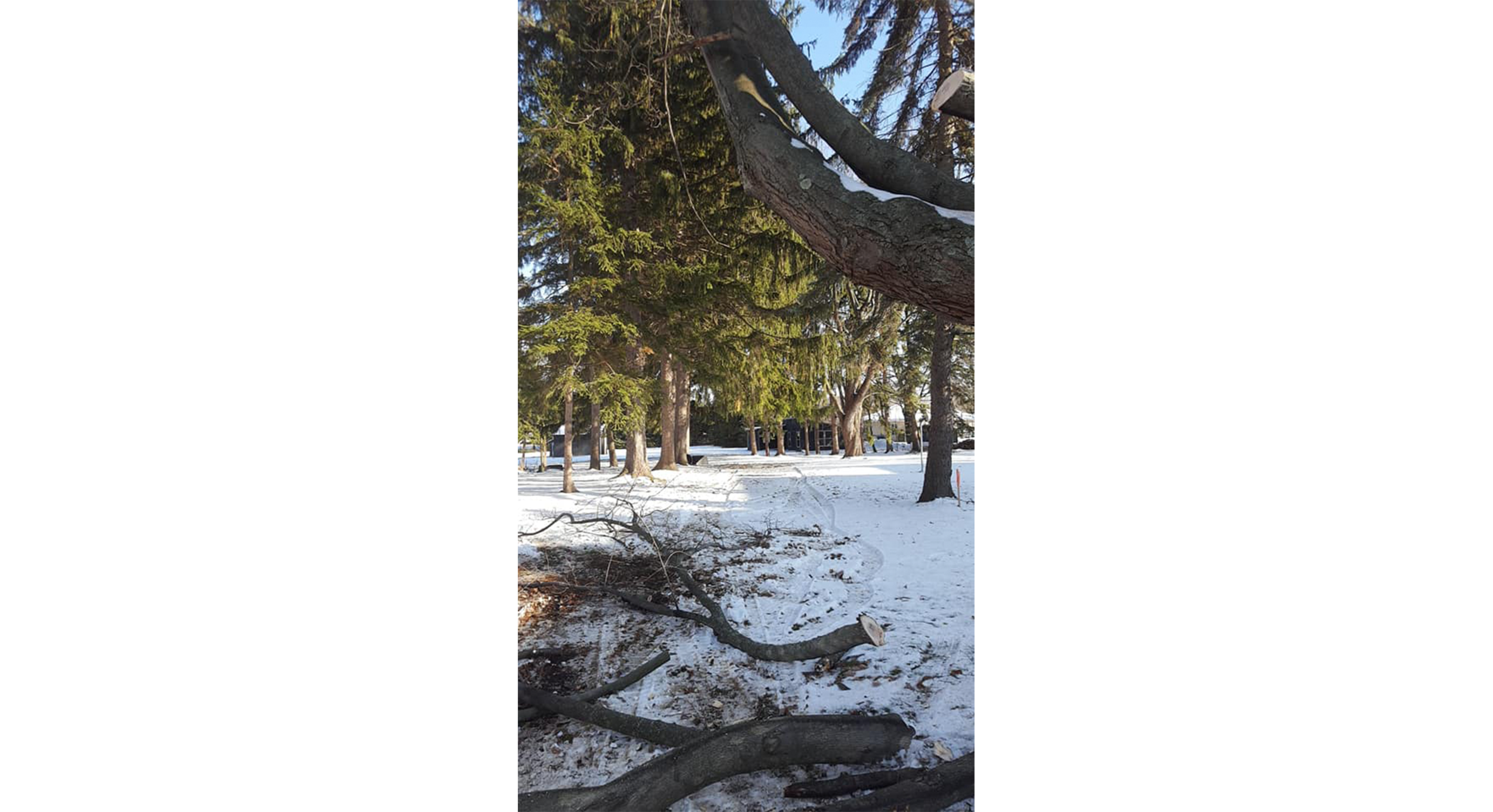 Tree Works Of WNY gallery 5