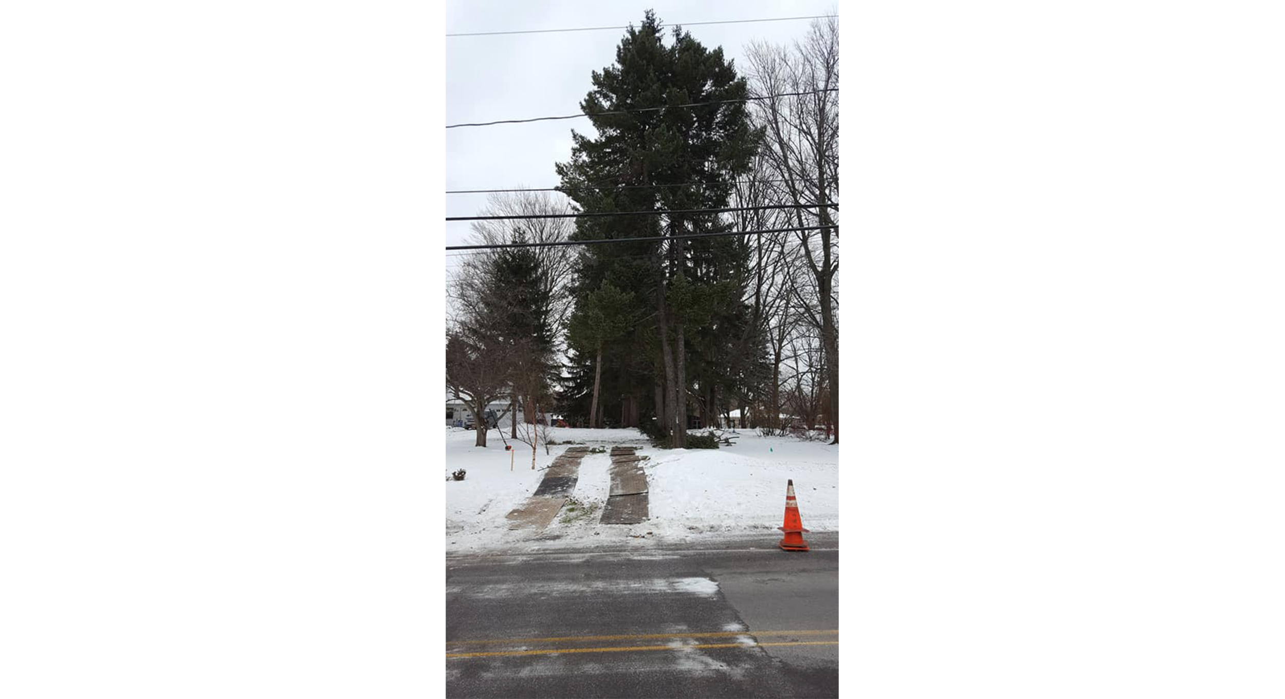 Tree Works Of WNY gallery 6
