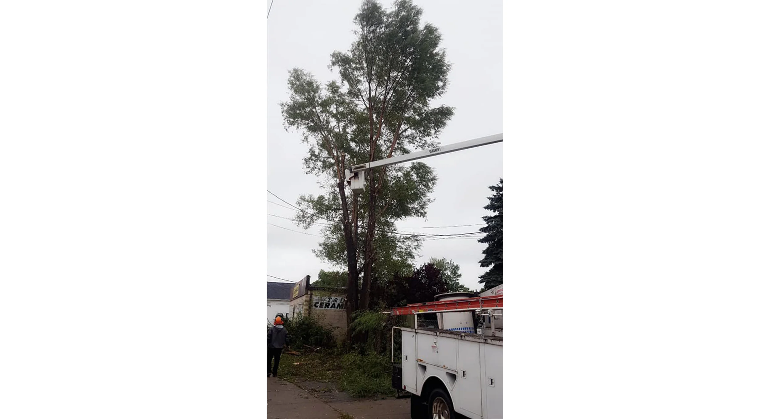 Tree Works Of WNY gallery 8