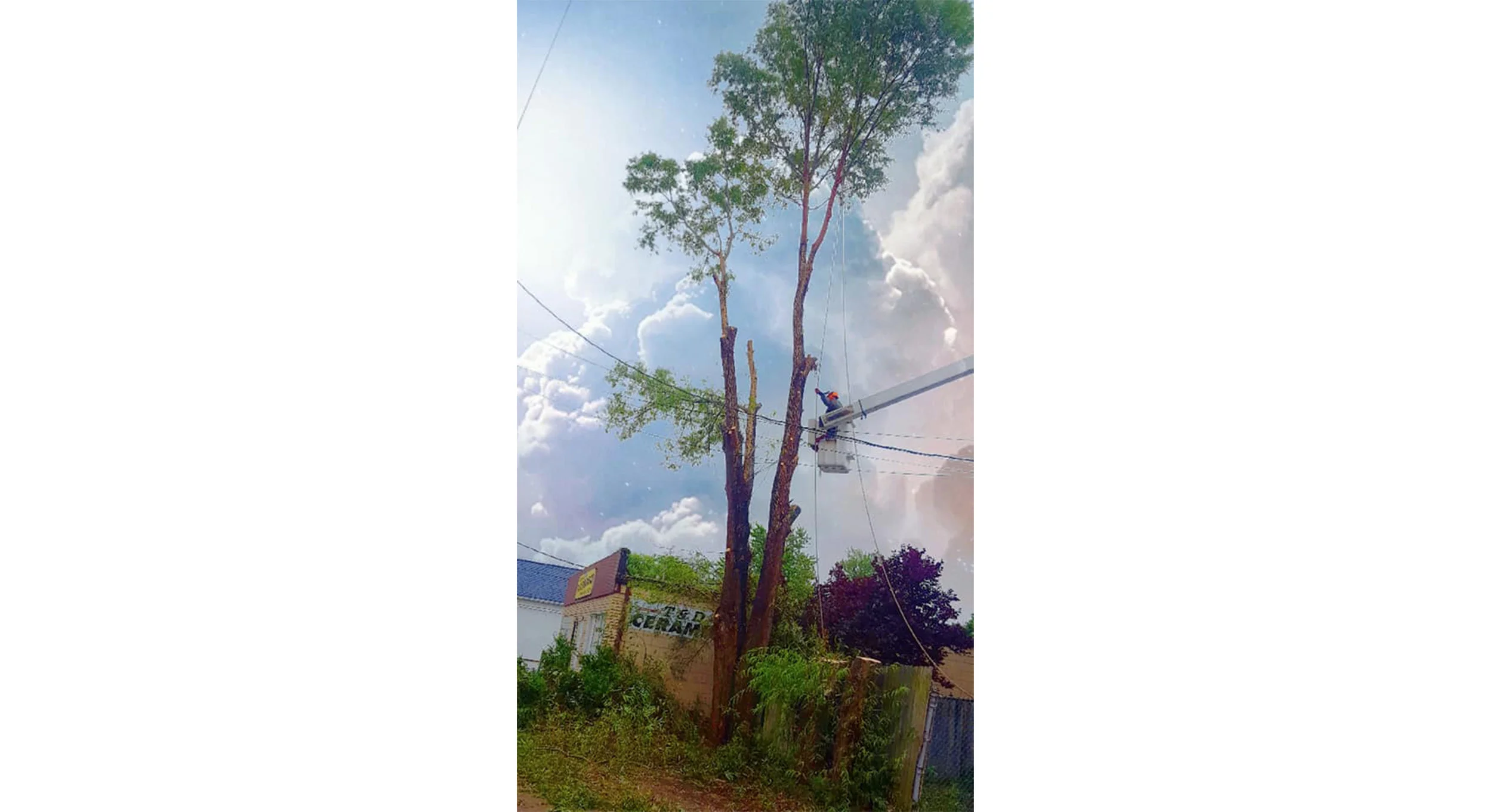 Tree Works Of WNY gallery 9