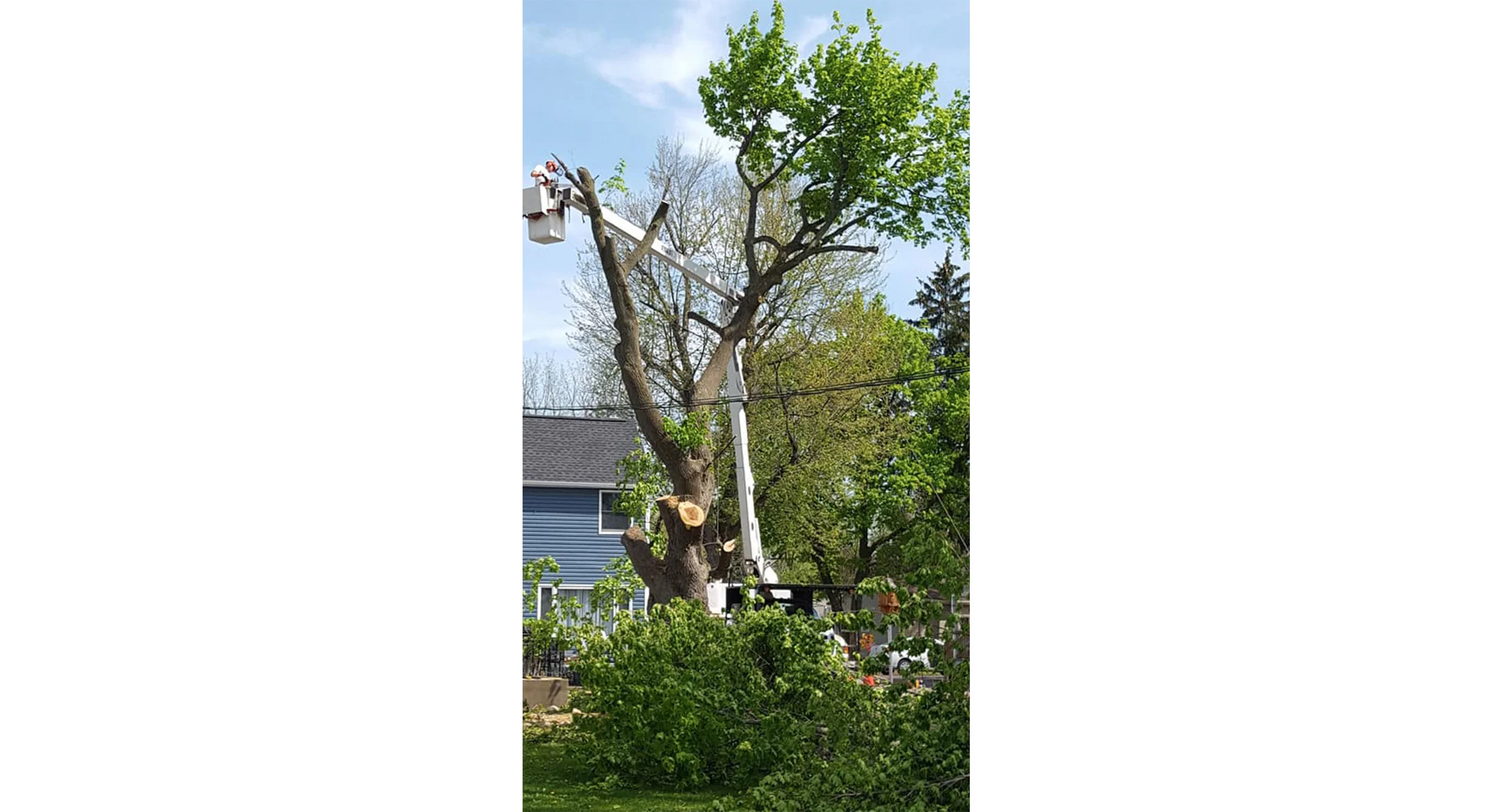 Tree Works Of WNY gallery 10