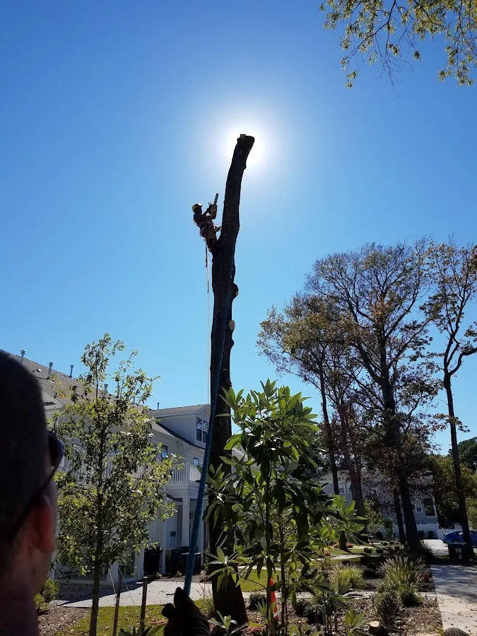 Treecycling LLC