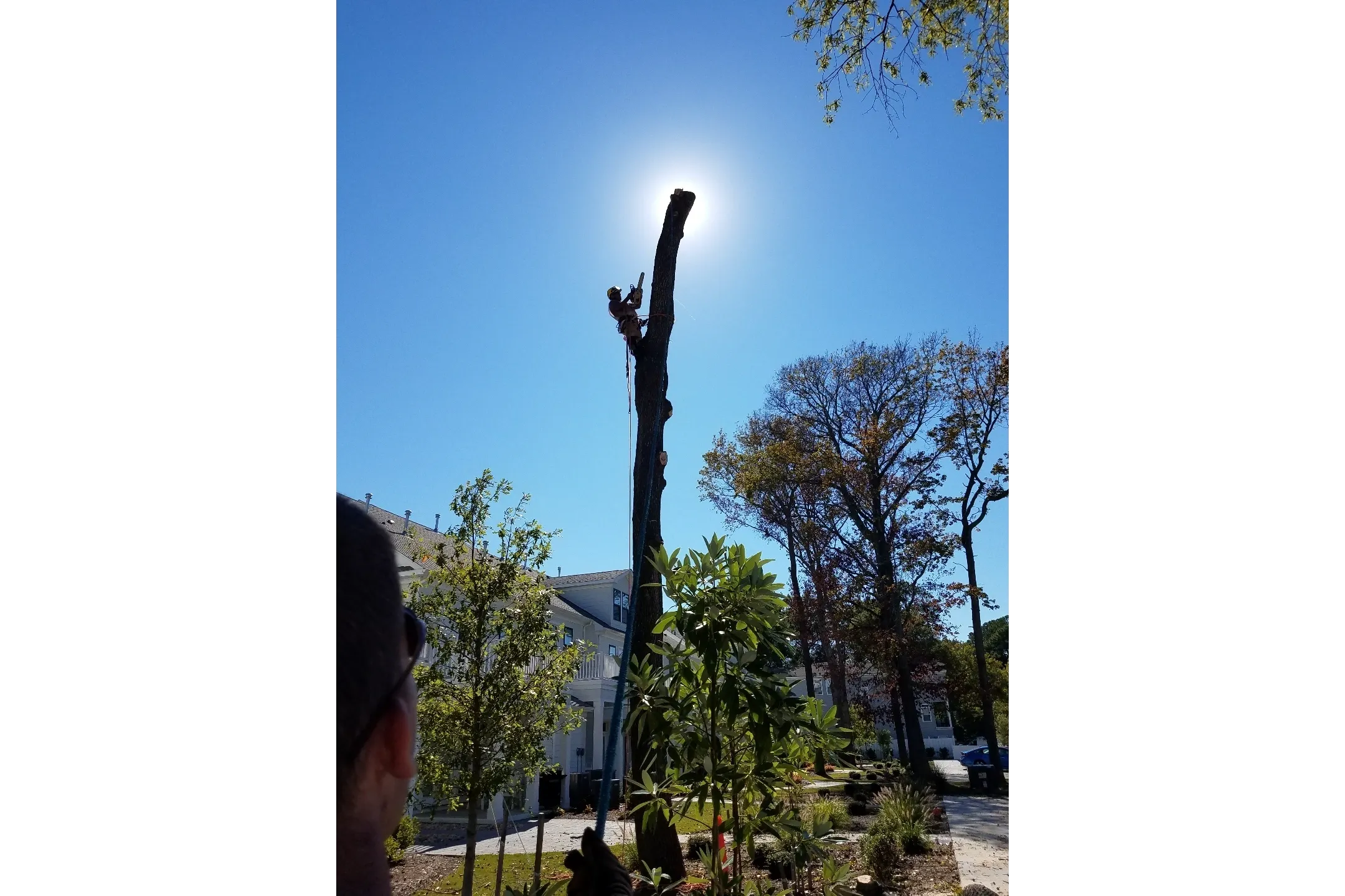 Treecycling LLC gallery 2