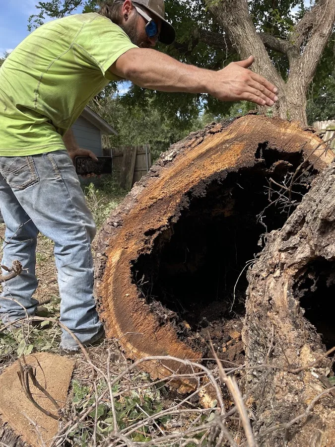 Treehugger Tree Service work site