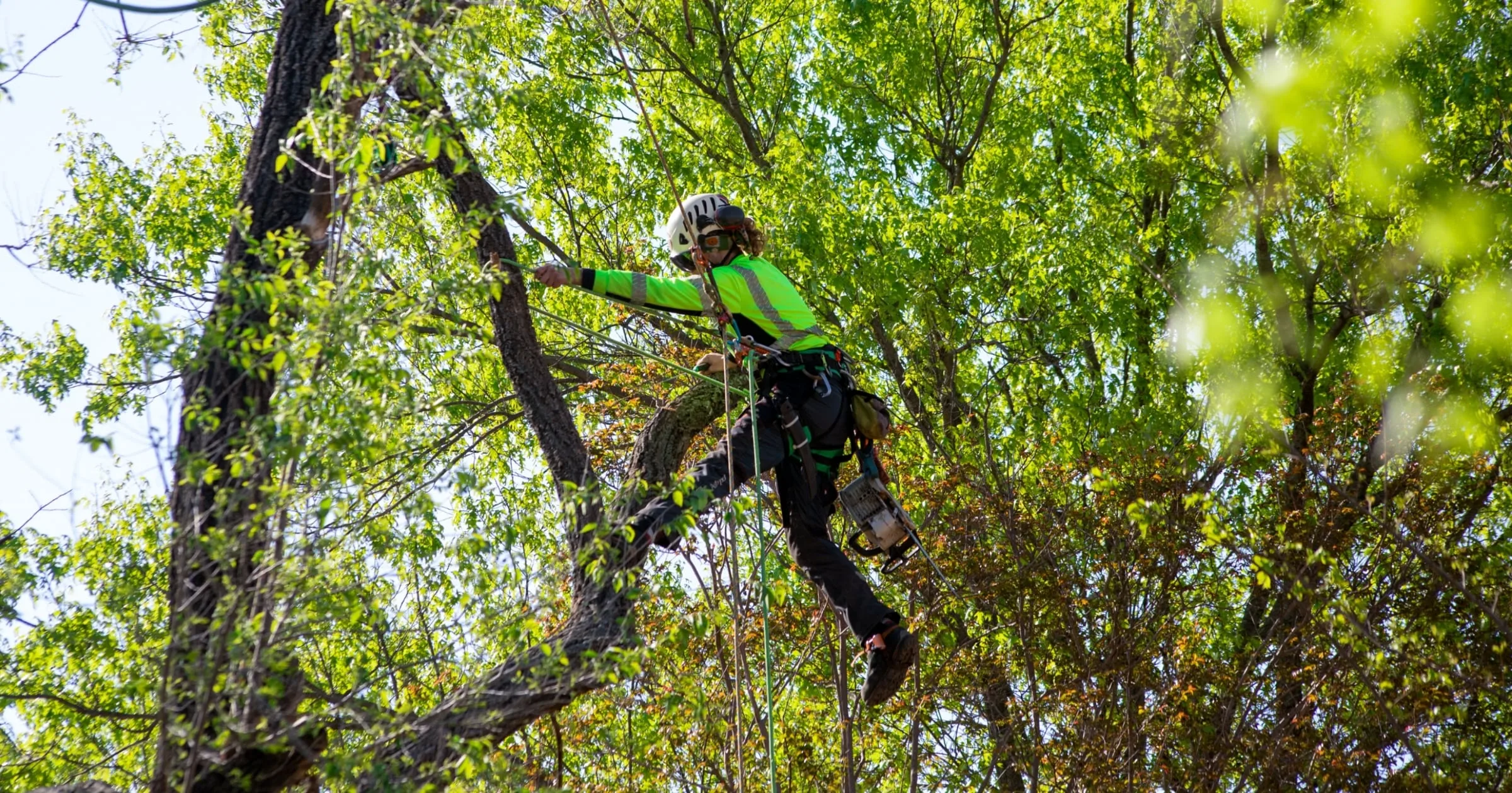 Treehugger Tree Service gallery 2