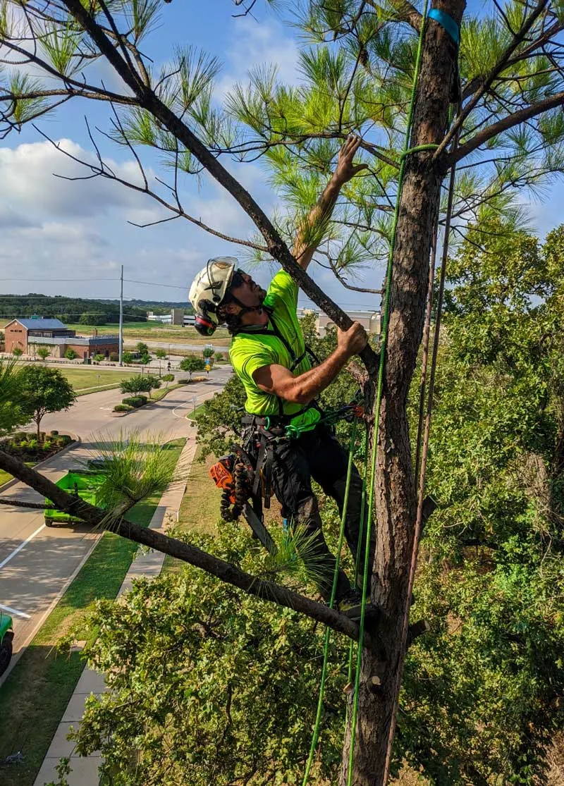 Treehugger Tree Service gallery 3