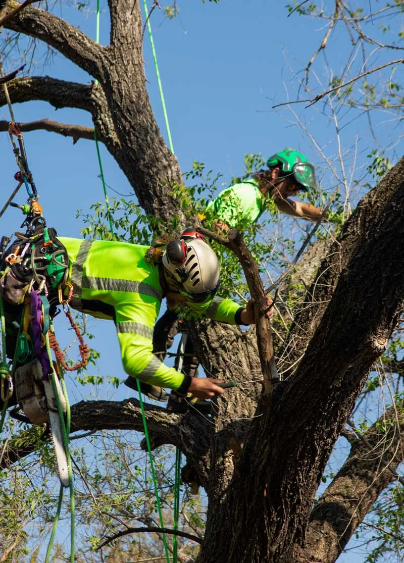 Treehugger Tree Service gallery 5