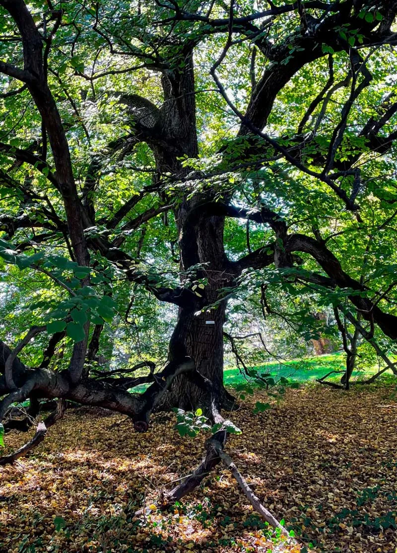Treehugger Tree Service gallery 7