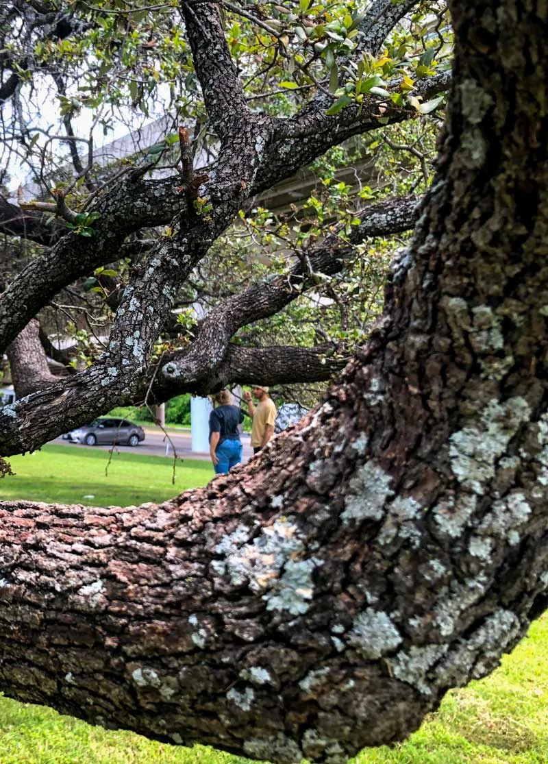 Treehugger Tree Service gallery 8
