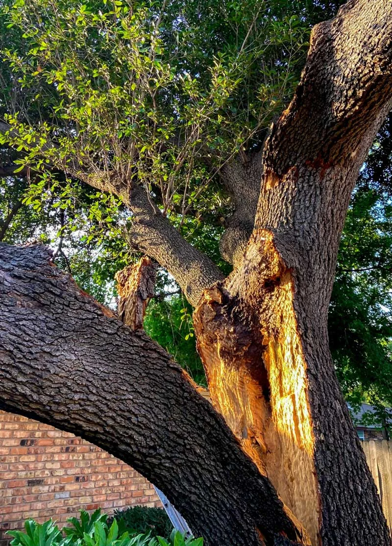 Treehugger Tree Service gallery 10