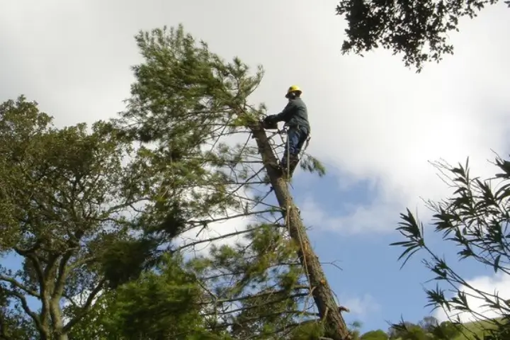 Treemasters gallery 6