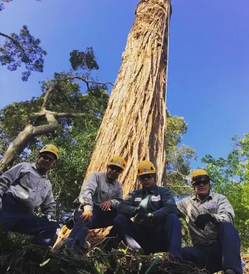 Treemasters gallery 7