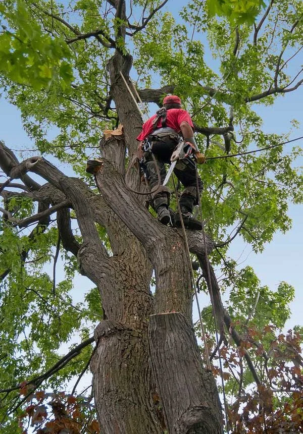 Trees & Driveways LLC. gallery 2