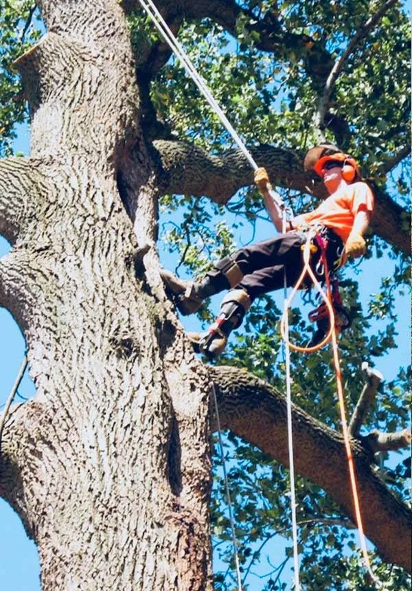 Trees & Driveways LLC. gallery 3