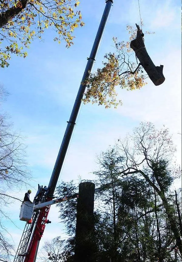 Trees & Driveways LLC. gallery 4
